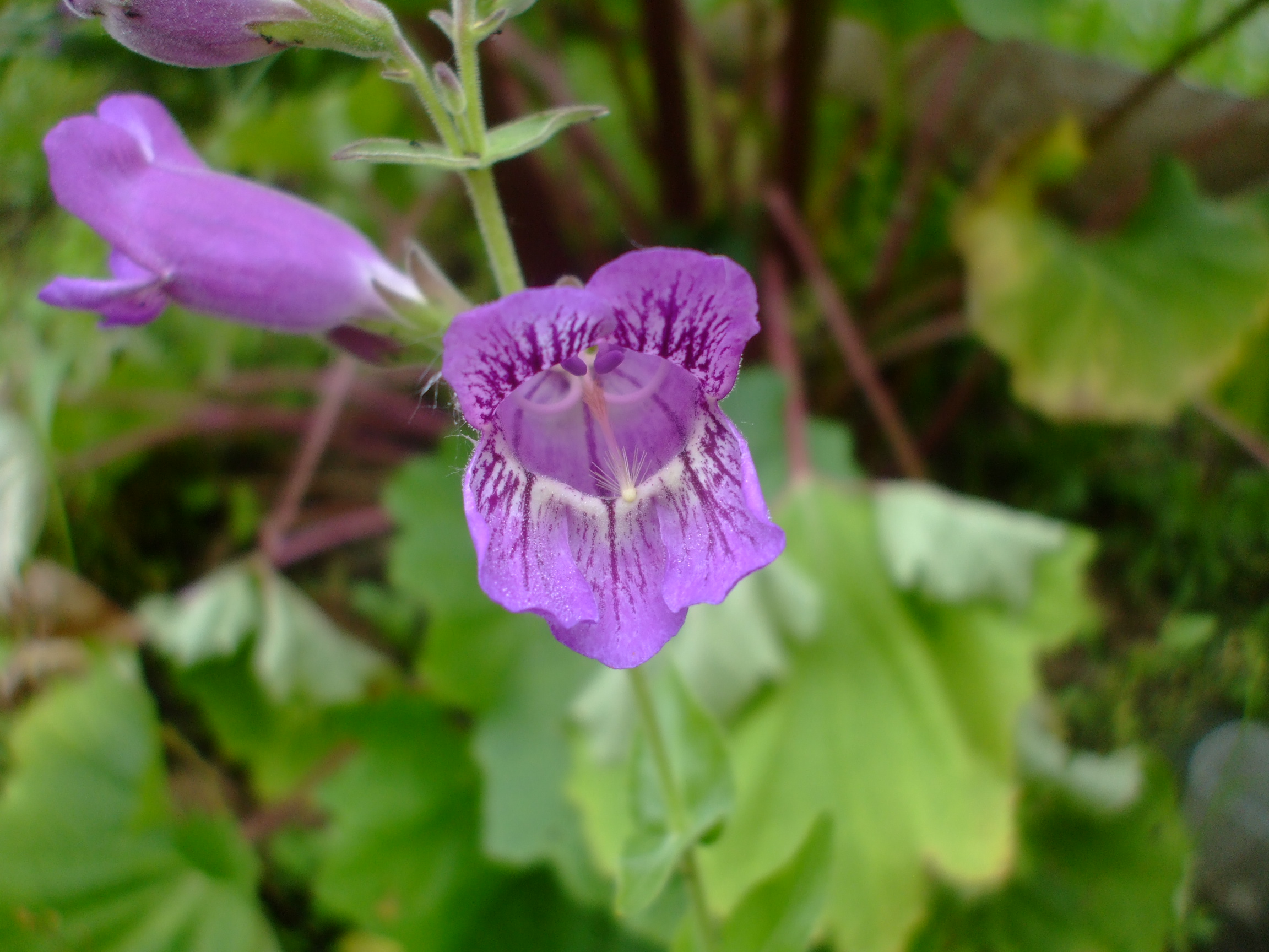 Penstemon cobaea